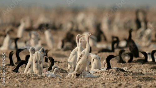 Socotra Cormorant chicks at Hawar island