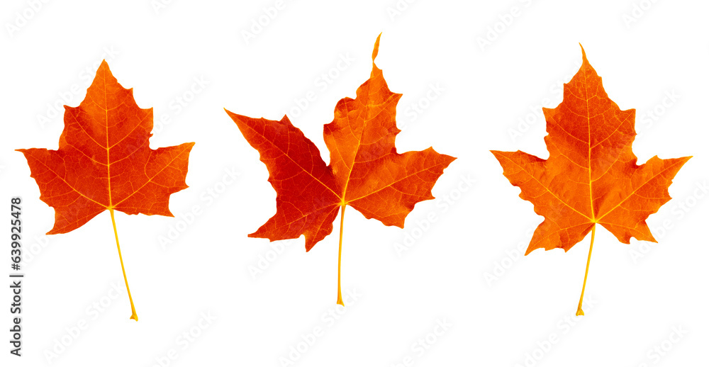 Obraz premium Autumn maple leaves isolated on white or transparent background. Collection of red falling dry leaves