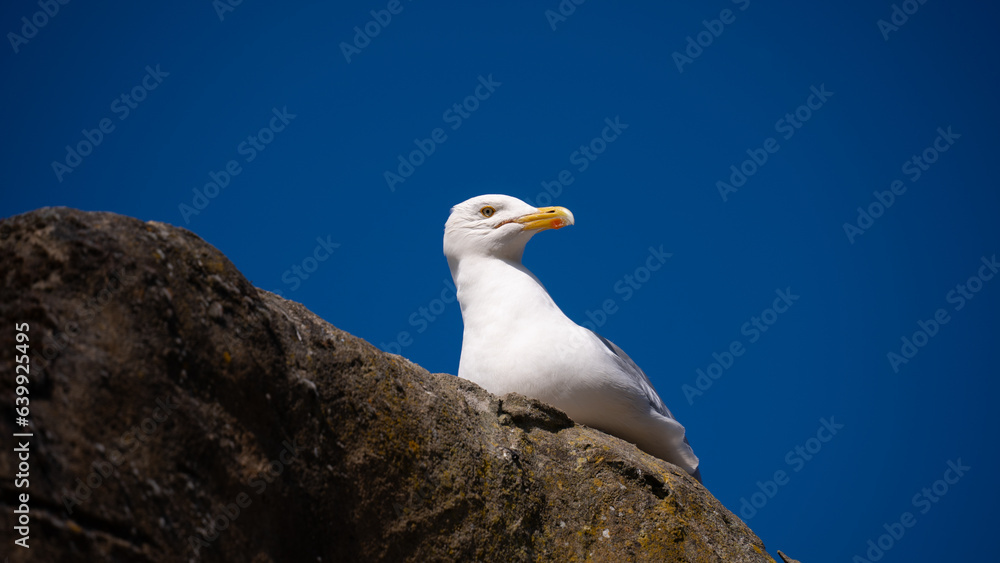 Seagull bird or seabird standing feet on sea beach. Close up view of white gray bird seagull in sea rock. Wild seagull portrait on natural blue sky background. Sea gull bird animal closeup isolated Seagull bird or seabird standing feet on sea beach. Close up view of white gray bird seagull in sea rock. Wild seagull portrait on natural blue sky background. Sea gull bird animal closeup isolated