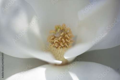 Macro of southern magnolia bloom. photo