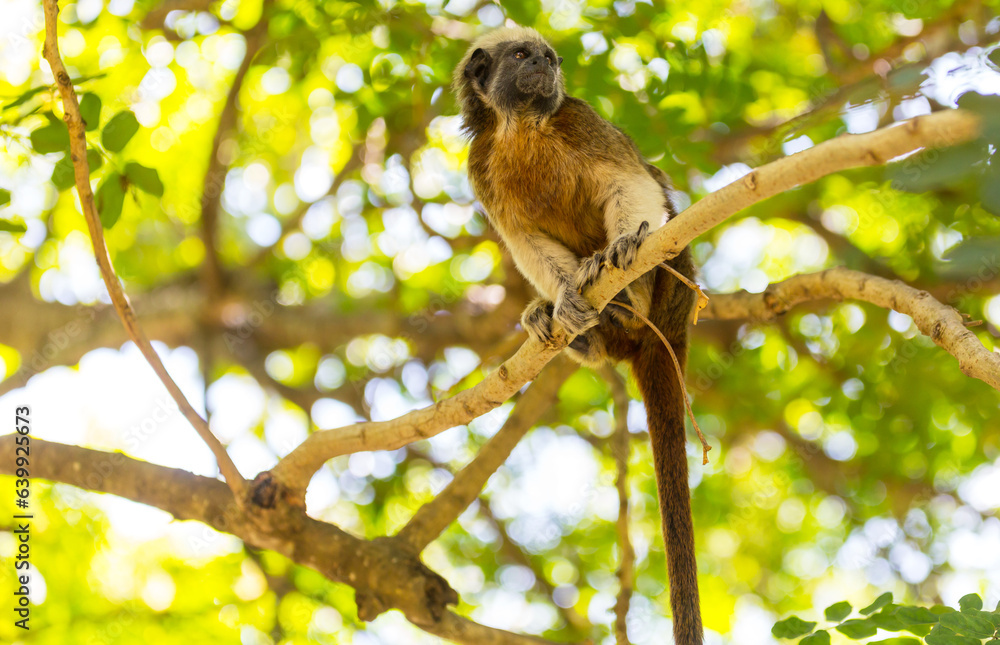 Tamarin Tamarin