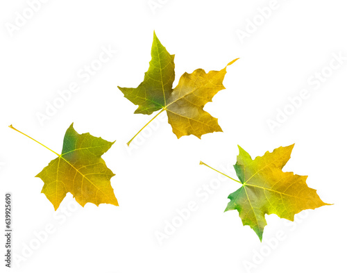 Autumn maple leaves isolated on white or transparent background. Collection of multicolored yellow flying dry leaves
