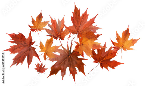 red autumn maple leaves isolated on transparent