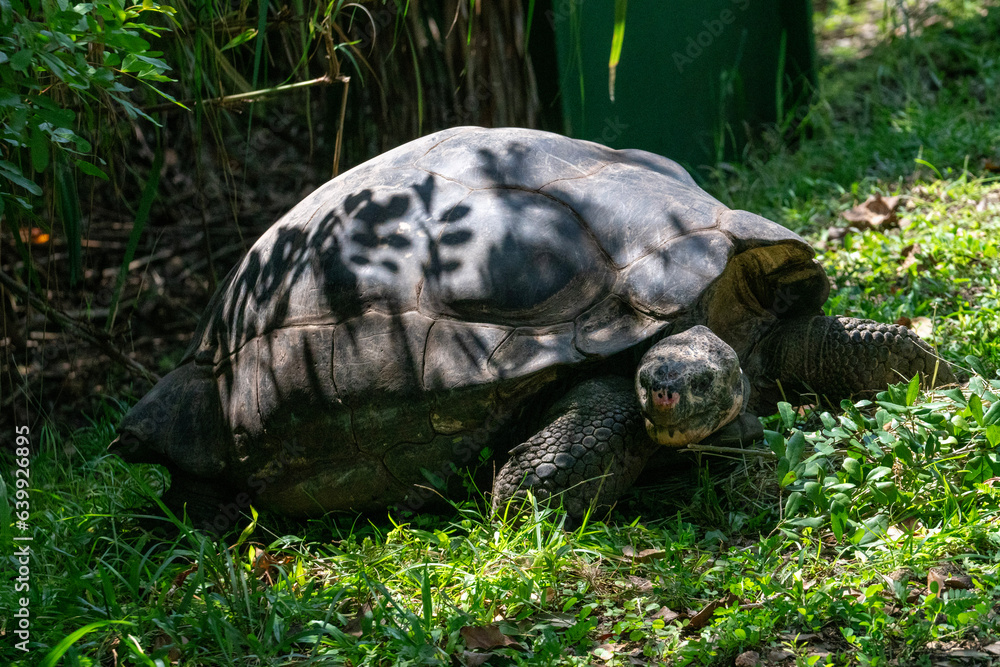 Obraz premium turtle on the grass