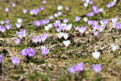 Frühling