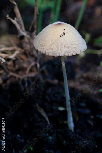 Wild white mushroom in the forest.