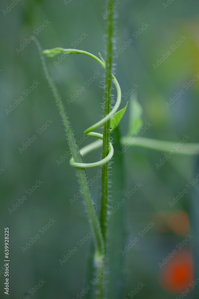 Naklejka premium Wild vines winding around plants.