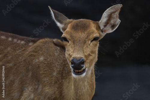 Close up head female deer in garden © pumppump