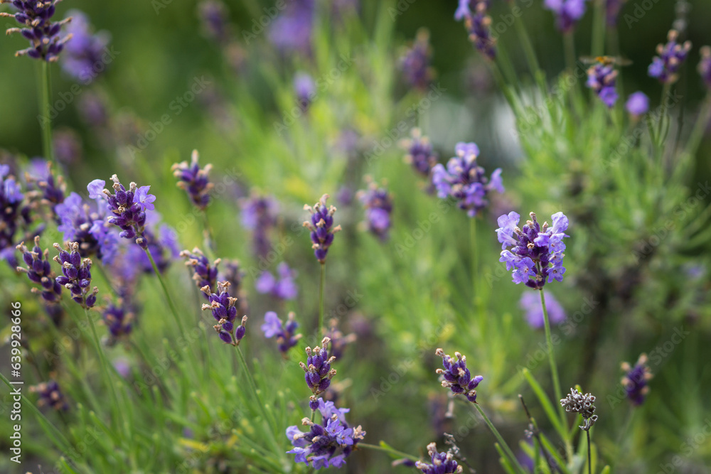lavender in full bloom on the balcony lavender in full bloom on the balcony