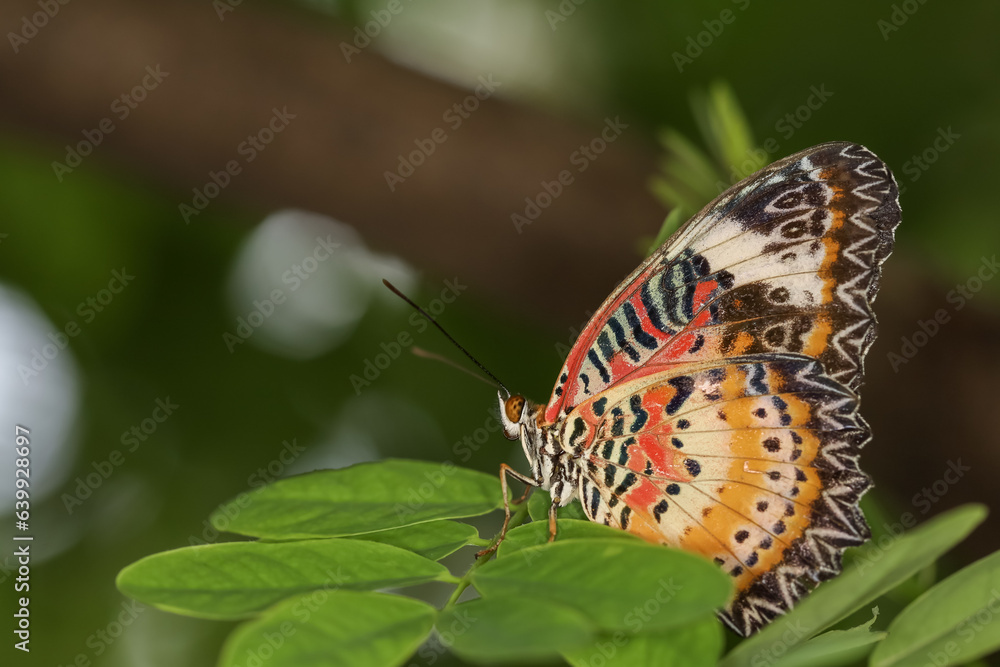 Fototapeta premium The beautiful butterfly on flower is show beauty wing in nature garden