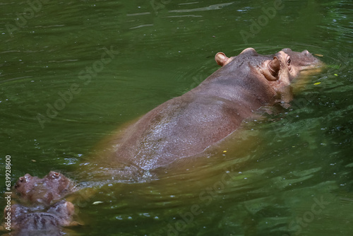 Close up head The Big hippopotamus is float in river