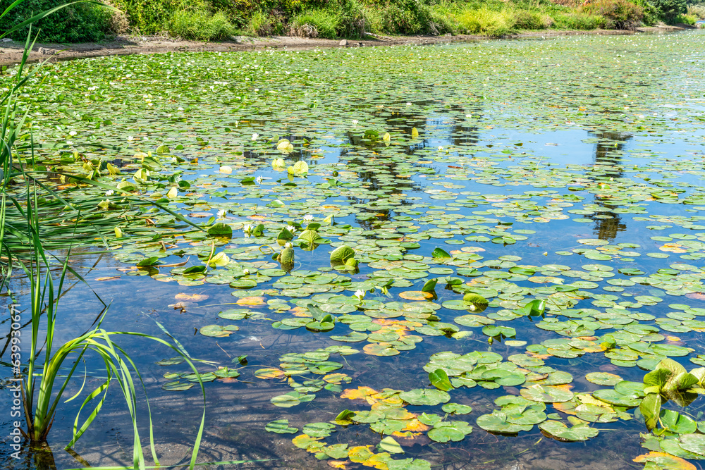 Lake Washington Lily Pads 2 Lake Washington Lily Pads 2