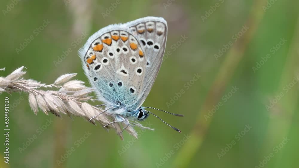 Polyommatus icarus is a small lepidopterous insect belonging to the Lycaenidae family. Beautifully colored butterfly. Polyommatus icarus is a small lepidopterous insect belonging to the Lycaenidae family. Beautifully colored butterfly.