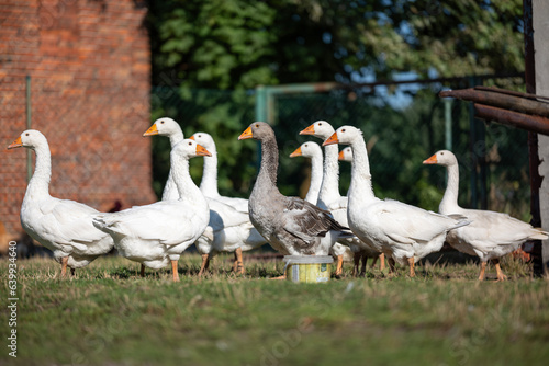 Fotografia Flock of white geese with a single grey goose standing and looking to the side