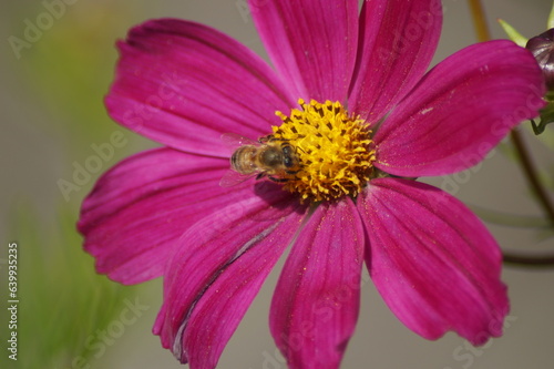 honey bee on a red blossom of the flower jewel basket