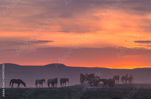 Herd of Wild Horses at Sunset in the Utah Desert