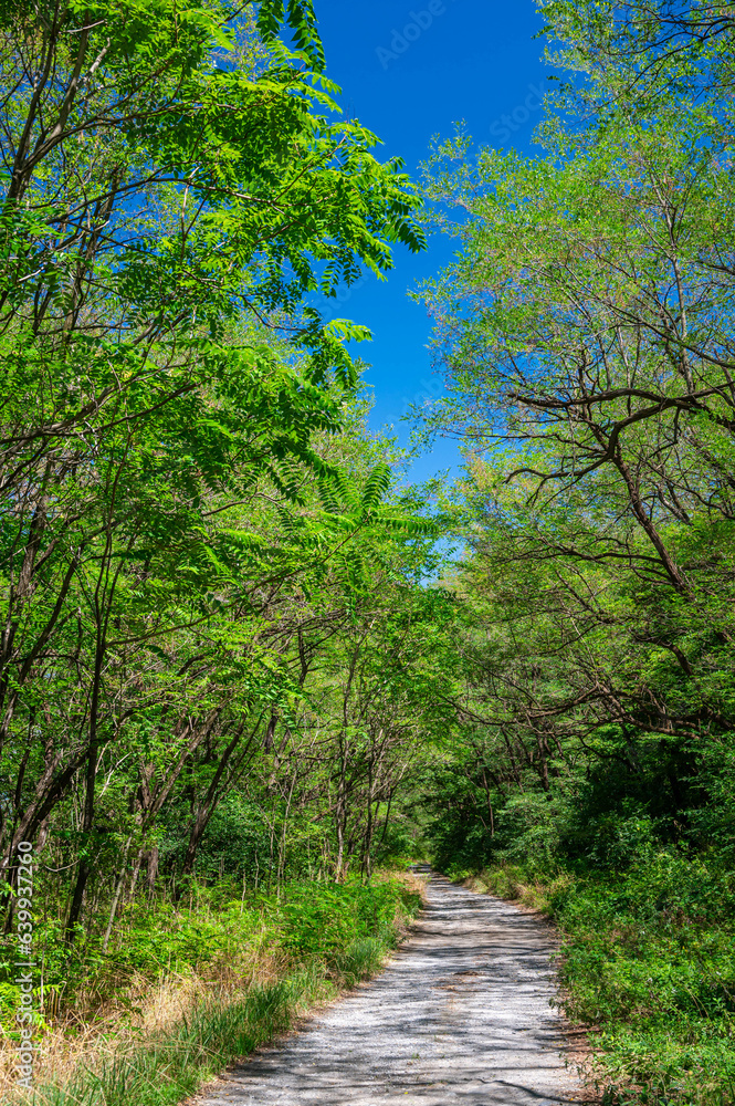 Naklejka premium 森の中に続く砂利道