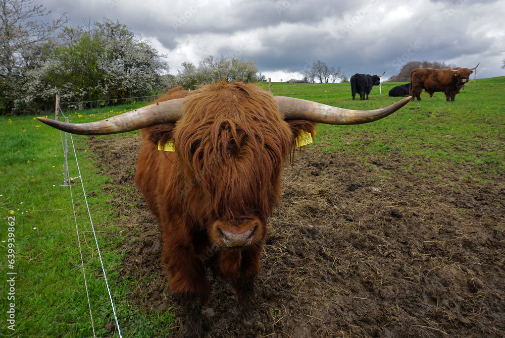 Schottisches Hochlandrind; Highland Cattle; Kyloe; Scottish highland ...
