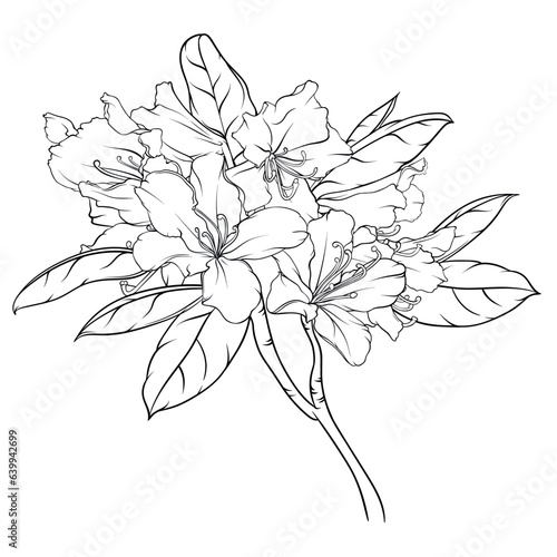 flowering branch of rhododendron with flowers and leaves. black and white hand drawn illustration, stained glass, coloring photo
