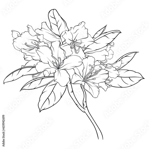 flowering branch of rhododendron with flowers and leaves. black and white hand drawn illustration, stained glass, coloring