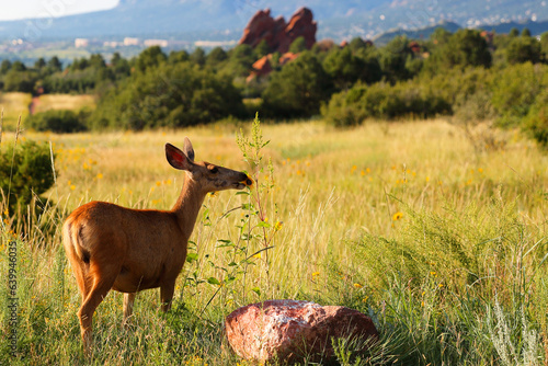 Female mule deer gazing at early morning in Garden of the Gods, Colorado Springs, Colorado, USA.