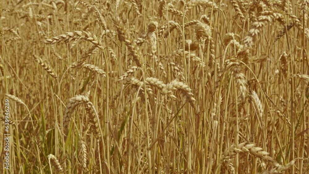 Rising ripe wheat field. Flour and wheat crisis. Expensive prices and high prices for the bakery. Rising ripe wheat field. Flour and wheat crisis. Expensive prices and high prices for the bakery.