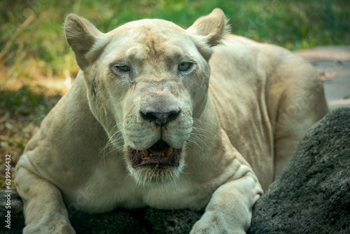 portrait of a Africa white lion