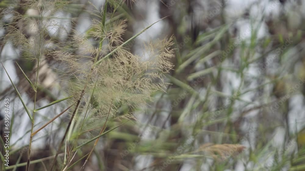 Cinematic B- Roll, Slow Motion Nature Shot, The Feather Grass Flower Blowing In The Wind, Nature b roll, beautiful nature. Cinematic B- Roll, Slow Motion Nature Shot, The Feather Grass Flower Blowing In The Wind, Nature b roll, beautiful nature.