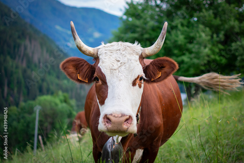 Portrait d un Vache 
