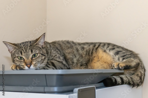 Cat on top of the printer very cute