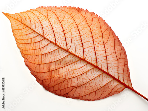 Striking Autumn Leaf Photo with Vivid Textures and Earthy Colors on White Background.