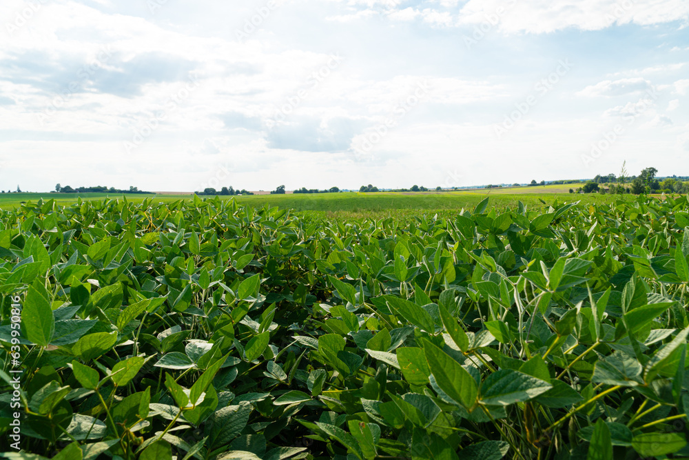 Soybean field on an industrial scale. Beautiful green soybeans grow in the field