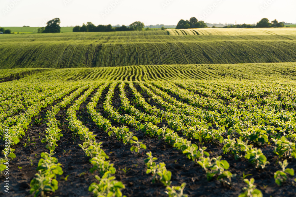A beautiful field of soybean seedlings. Small soybeans grow in wavy lines. Growing soybeans on an industrial scale