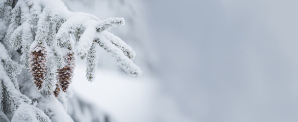 Fir branches in hoarfrost and snow with cones . winter background .Banner. Free space for your lettering ideas and product presentations