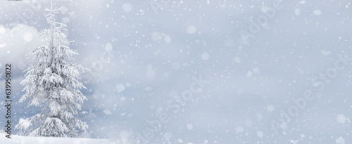 spruce in snow and white hoarfrost and snow with cones . winter background .Banner. Free space for your lettering ideas and product presentations