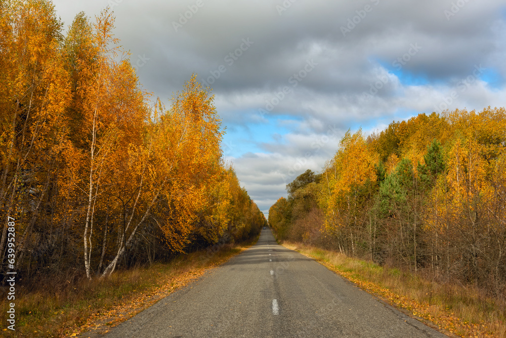 Asphalt road among bright autumn forest.
