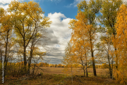 Beautiful autumn forest. Yellow birches. 