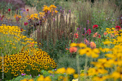 Fototapeta Naklejka Na Ścianę i Meble -  Layers of colour: stunning flowers at Celebration Garden, Aylett Nurseries, near St Albans, Hertfordshire UK. 