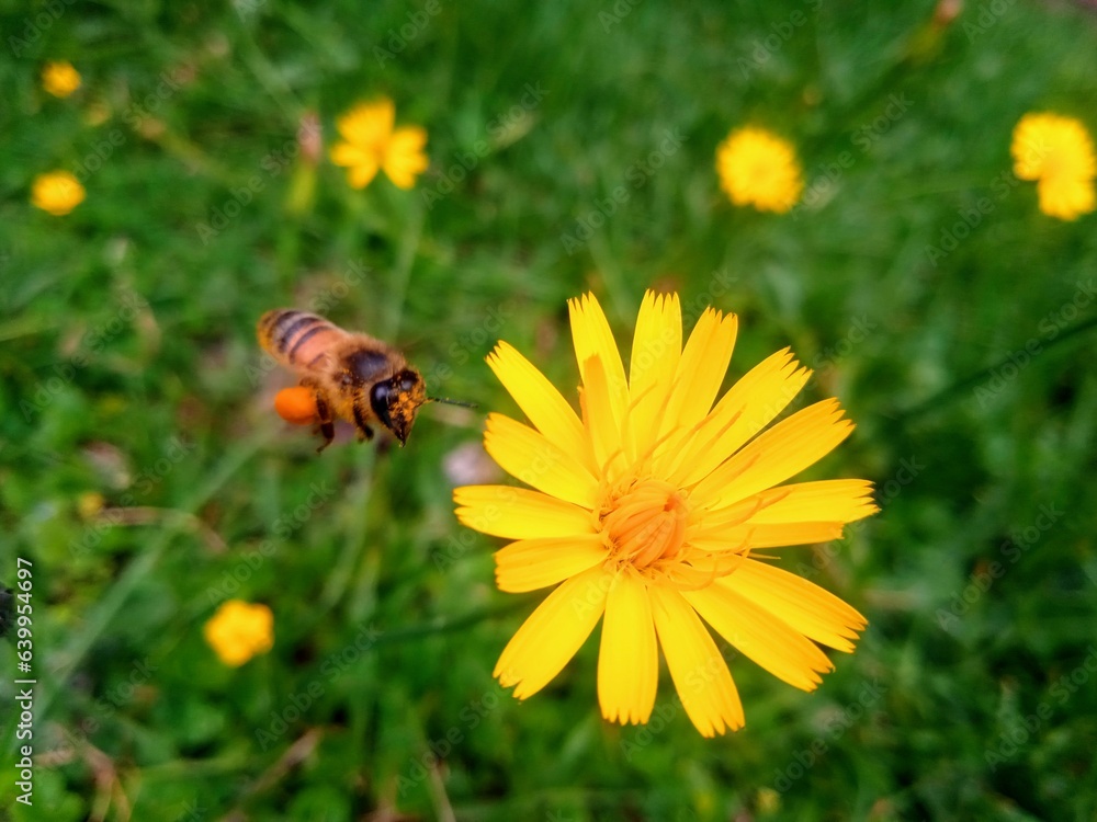 bee on flower