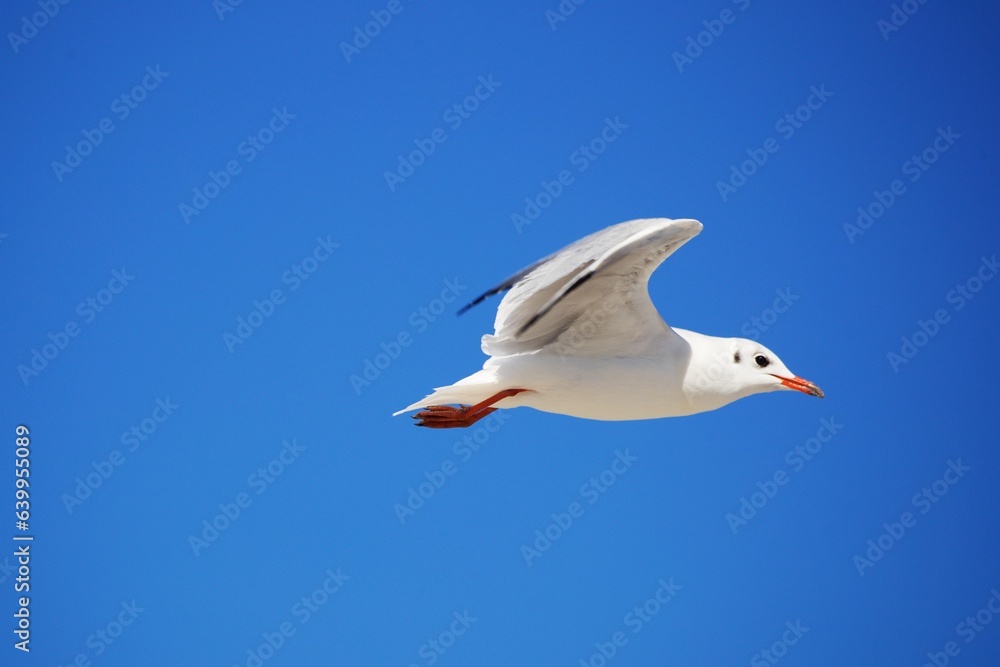 Fototapeta premium Möwe im Flug