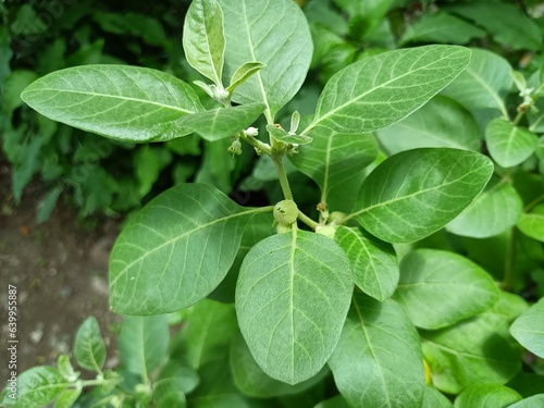 Wallpaper Mural Withania somnifera plant known as Ashwagandha. Indian ginseng herbs, poison gooseberry, or winter cherry. Ashwagandha Benefits For Weight Loss and healthcare, ashwagandha is ayurvedic medicine plant  Torontodigital.ca