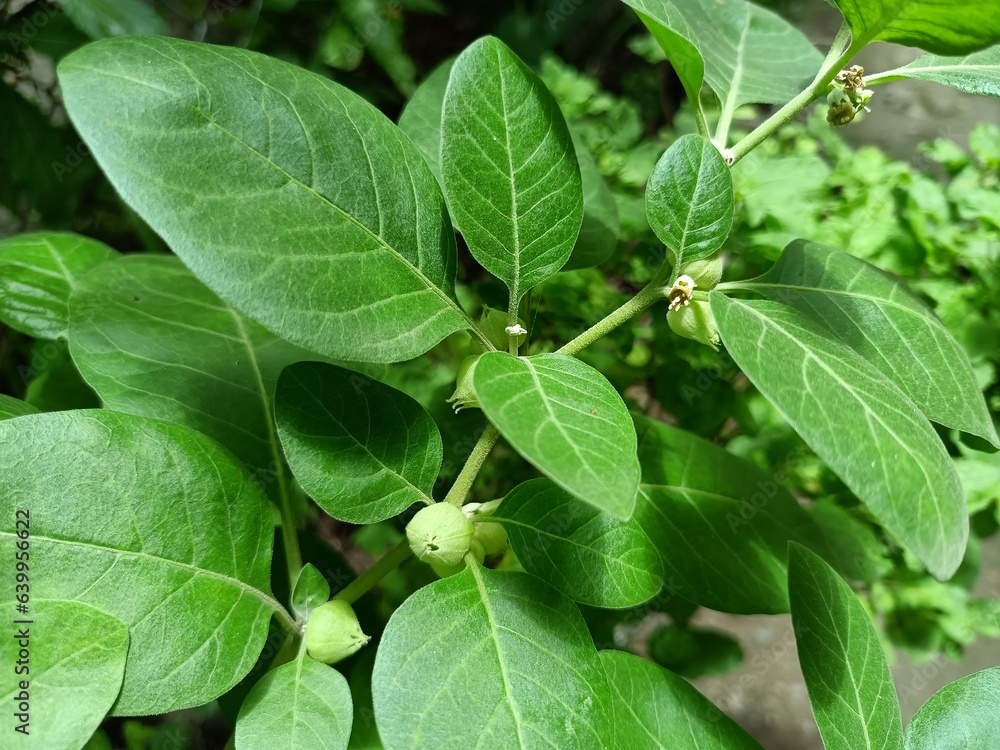 Obraz premium Withania somnifera plant known as Ashwagandha. Indian ginseng herbs, poison gooseberry, or winter cherry. Ashwagandha Benefits For Weight Loss and healthcare. Herbal medicine plant 