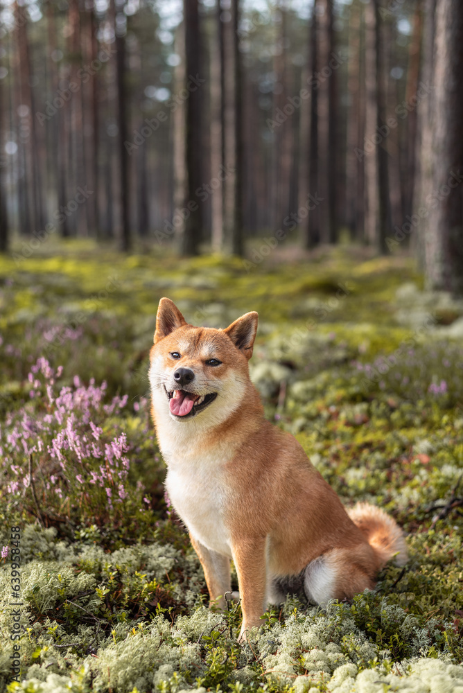 Shiba inu dog portrait in the forest on sunny day