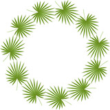 Washingtonia palm leaves frame on transparent background.