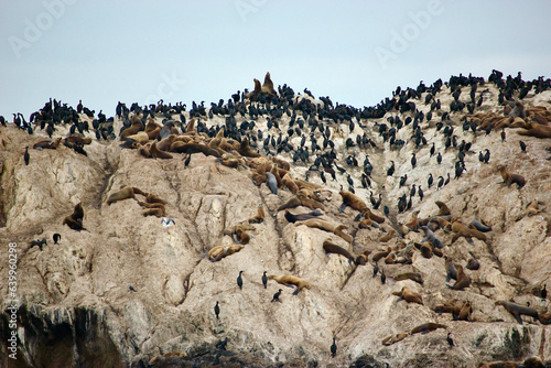 фотографія sea lion colony