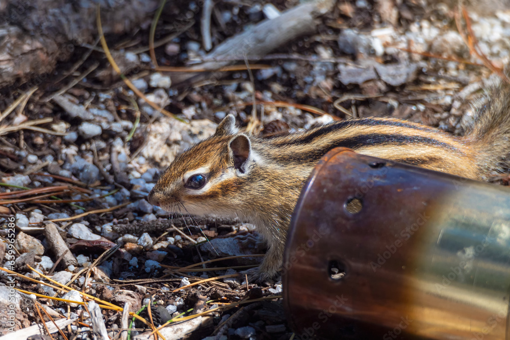 Chipmunk in a tourist campsite, prowling through the remains of a campfire among abandoned open scorched kostrommetallic cans. Concept of ecology and nature protection. Chipmunk in a tourist campsite, prowling through the remains of a campfire among abandoned open scorched kostrommetallic cans. Concept of ecology and nature protection.