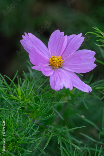 Cosmos bipinnatus flowering white garden mexican aster plants  group of petal flowers in bloom on green shrub