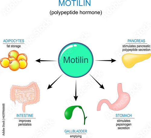 Motilin hormone