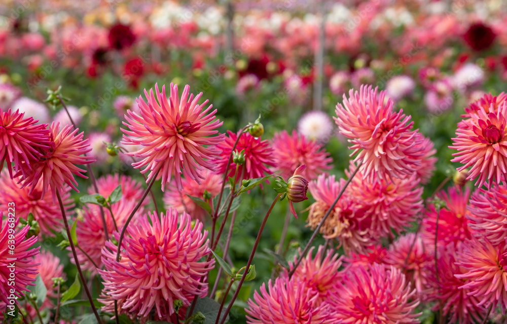 Stunning dahlia flowers, photographed at Celebration Garden, Aylett Nurseries, St Albans, Hertfordshire UK in late summer on a cloudy day. Stunning dahlia flowers, photographed at Celebration Garden, Aylett Nurseries, St Albans, Hertfordshire UK in late summer on a cloudy day.
