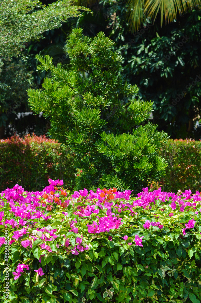 Portrait View Of Fresh Beauty Of Pink Flowers Of Bougainvillea Plants Amidst Other Plants And Trees In The Garden During The Daytime Portrait View Of Fresh Beauty Of Pink Flowers Of Bougainvillea Plants Amidst Other Plants And Trees In The Garden During The Daytime